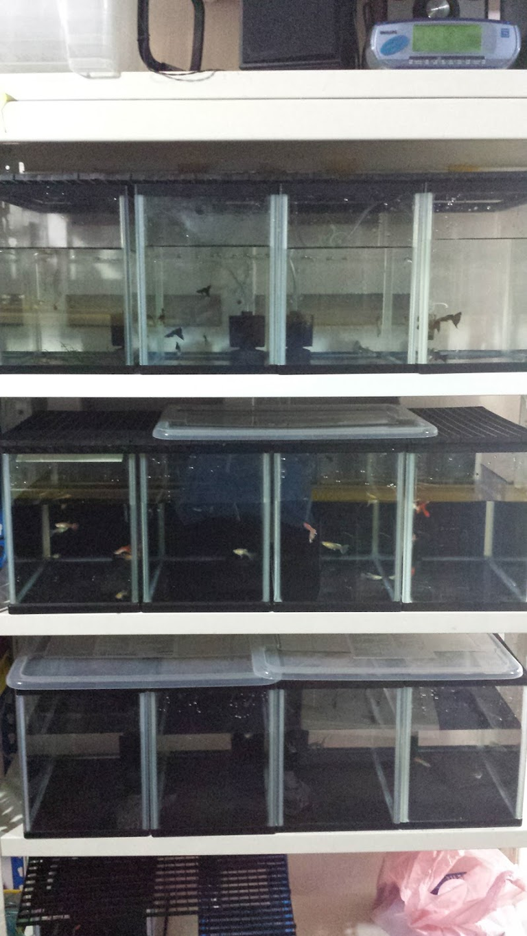 My Fish Rack