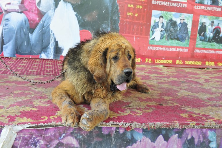 Tibetan Mastiff