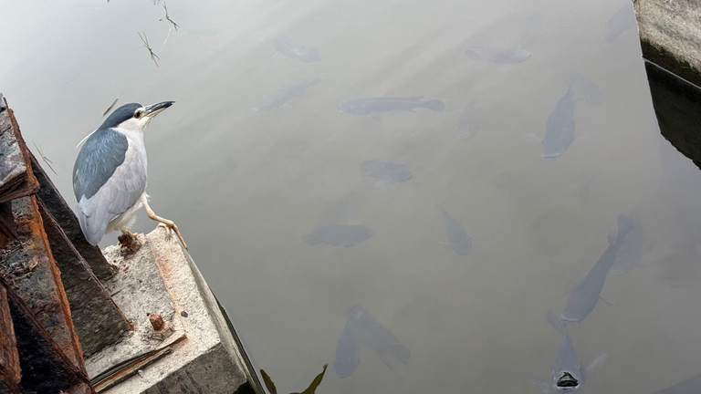 Bird overlooking fishes in the river