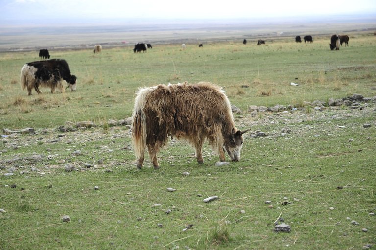 More Yak Grazing