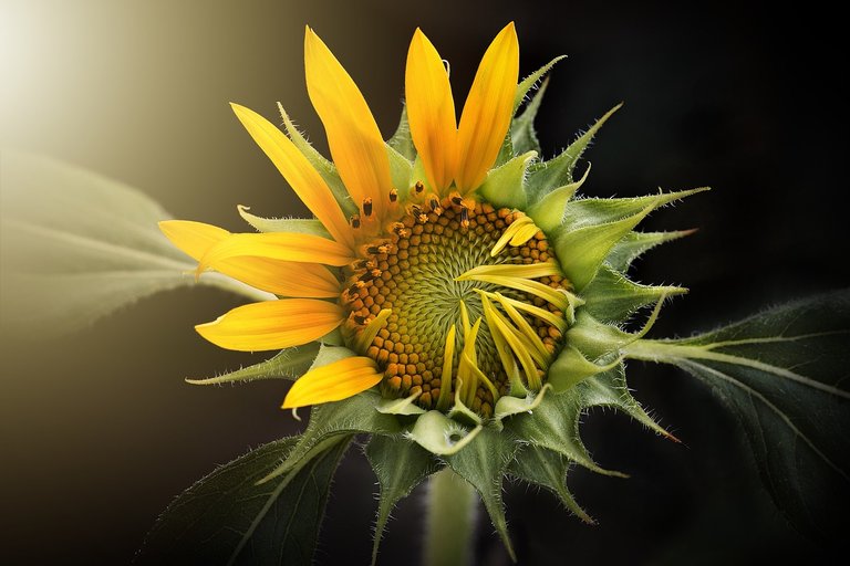 sunflower-g7d6959223_1280.jpg