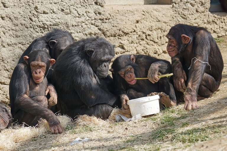 chimpanzees-1273602_1280.jpg