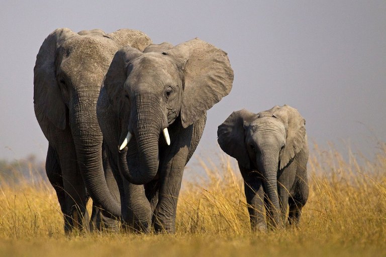 01-orphan-elephants-nationalgeographic_2188826.jpg