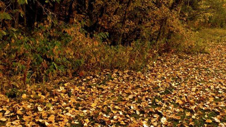 fallen leaves.jpg