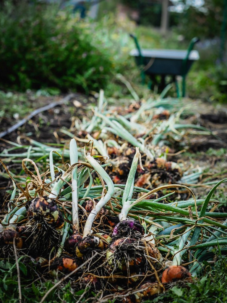 garden (18 of 78).jpg