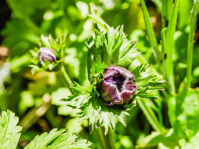 anemone-11.jpg