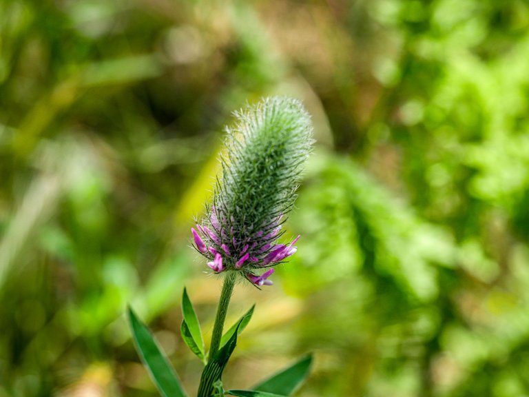 P1760243.jpg