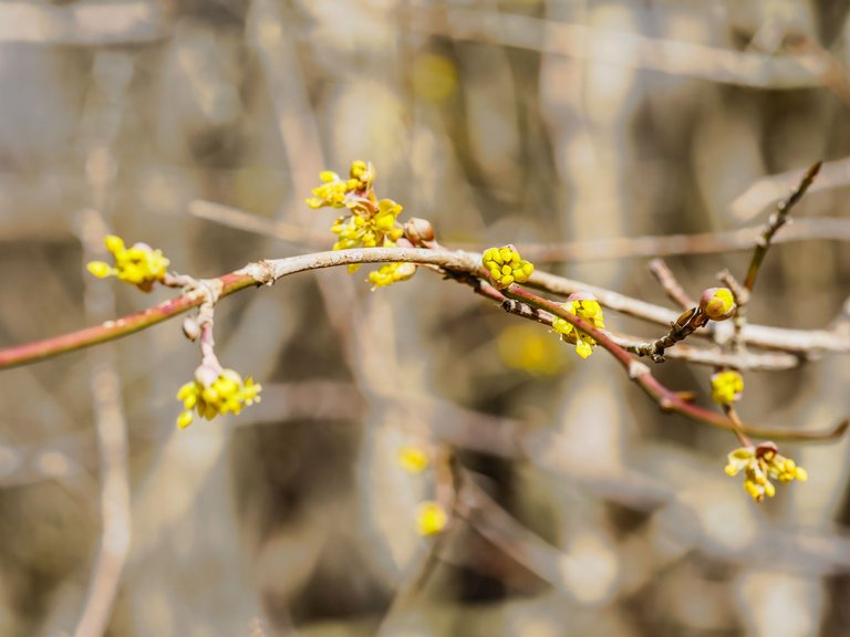 0303flowers-16.jpg