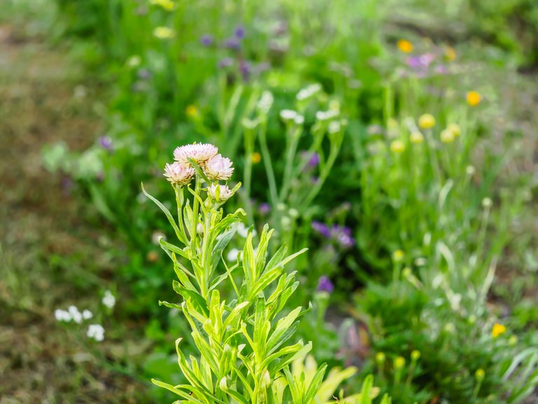 garden_juli (14 of 77).jpg