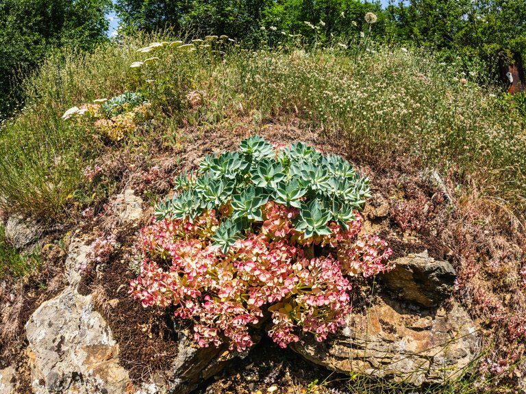 DOLAPITE (82 of 150).jpg