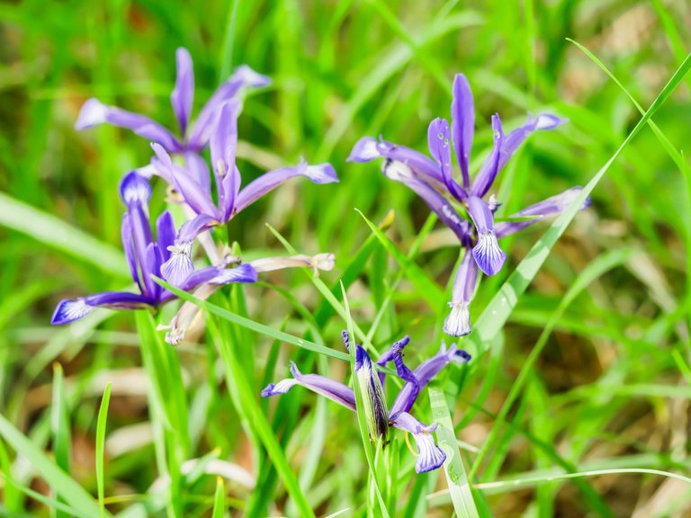 flowers (5 of 67).jpg