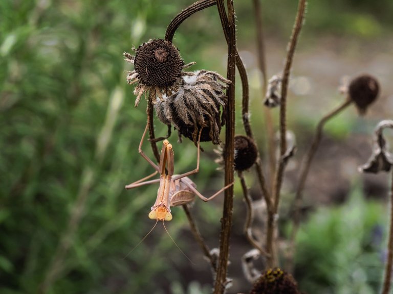 garden1609 (37 of 47).jpg