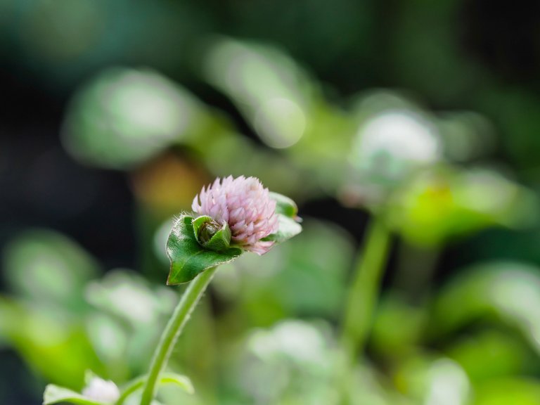 garden (63 of 78).jpg
