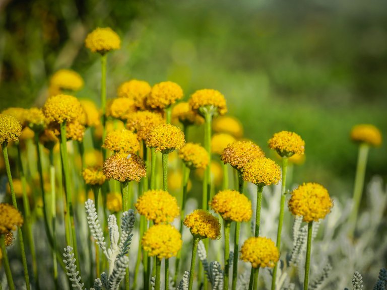 garden (70 of 78).jpg