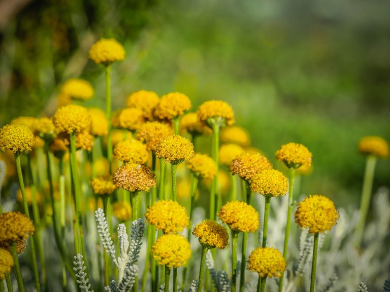 garden (72 of 78).jpg