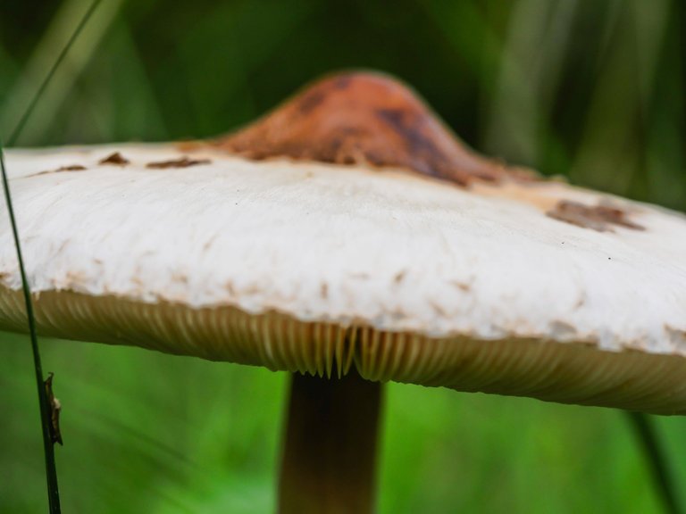 mushroom-3.jpg