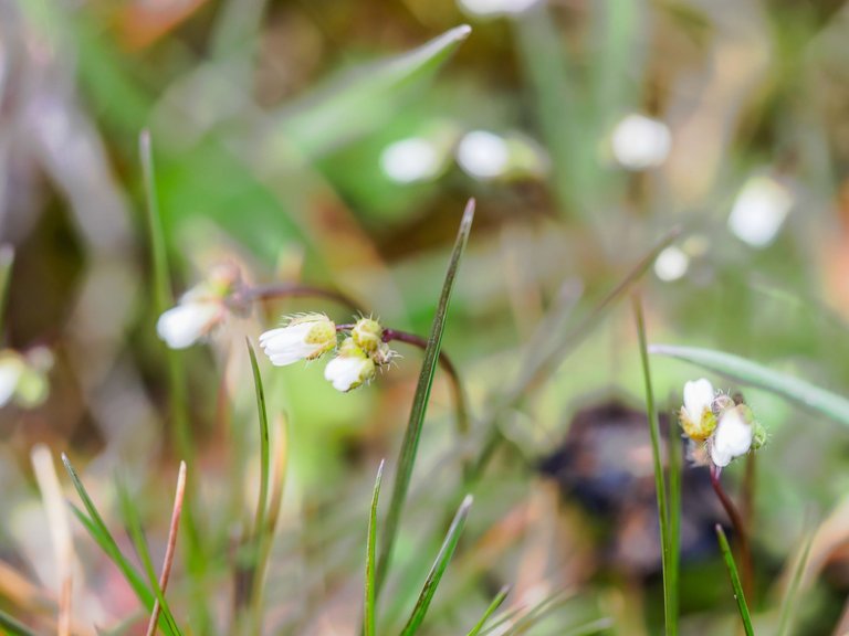 flowers-45.jpg