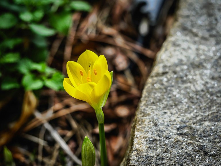 crocuses (9 of 24).jpg