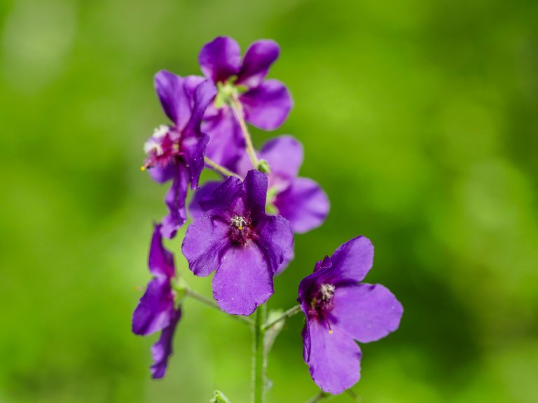 flowers (27 of 67).jpg