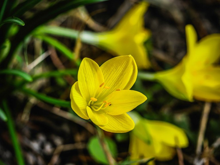 crocuses (3 of 24).jpg