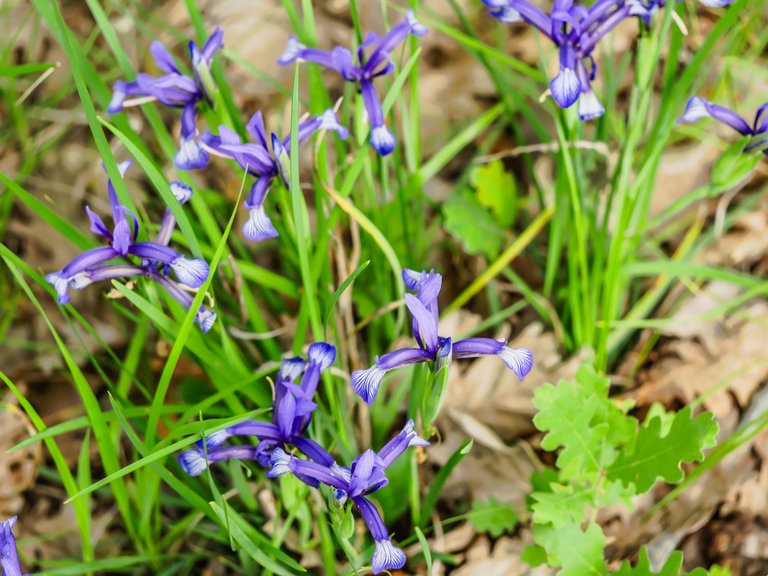 flowers (8 of 67).jpg