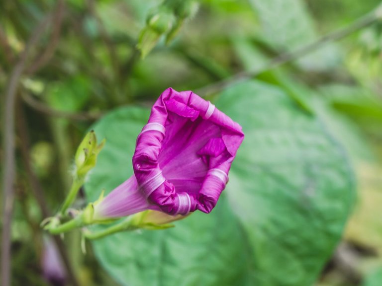 garden1609 (46 of 47).jpg