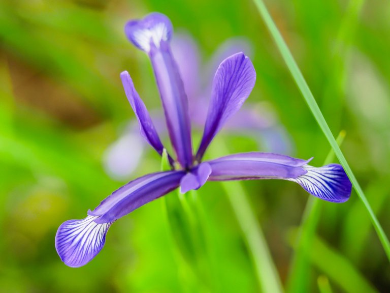 flowers (6 of 67).jpg
