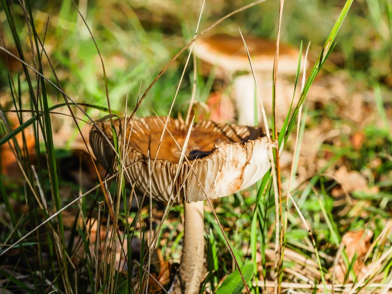 mushroom-54.jpg