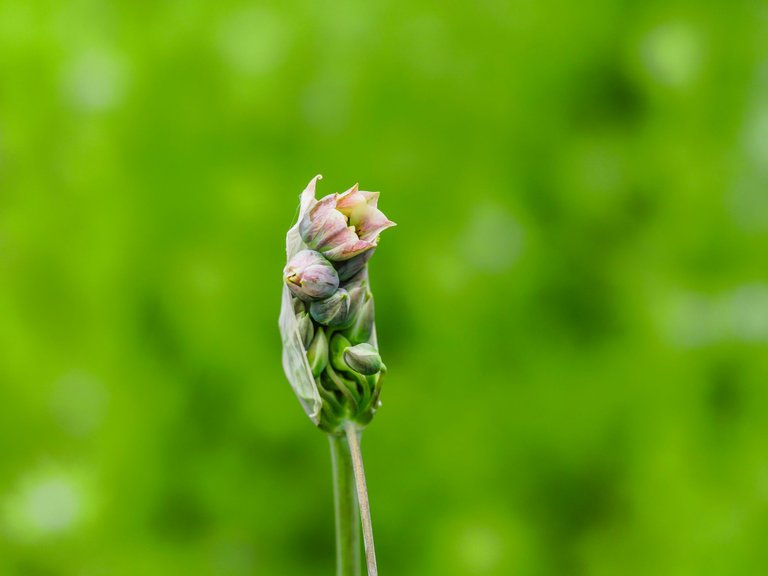 garden (8 of 41).jpg