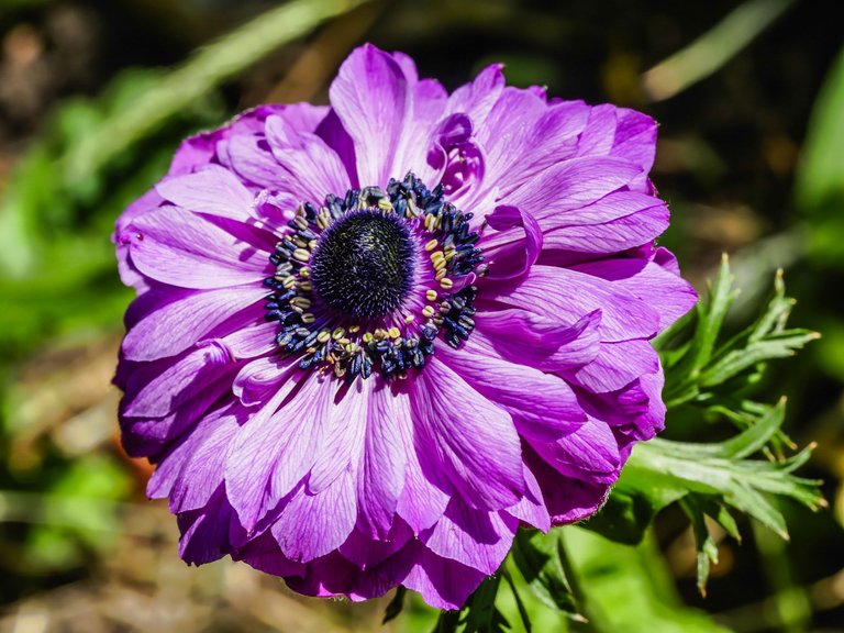 anemone.jpg