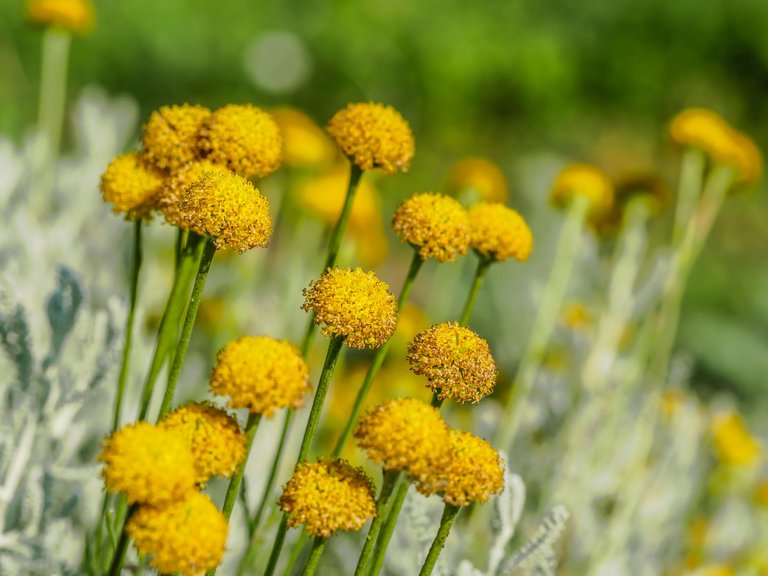garden (66 of 78).jpg