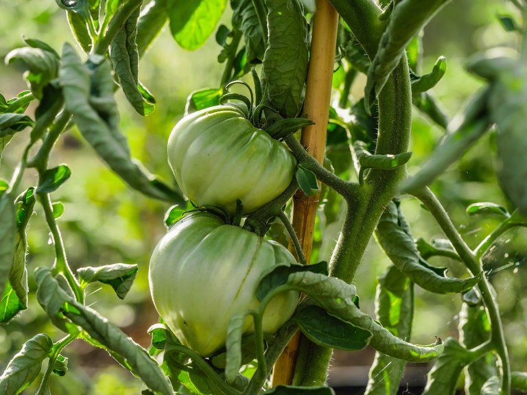 garden (24 of 78).jpg