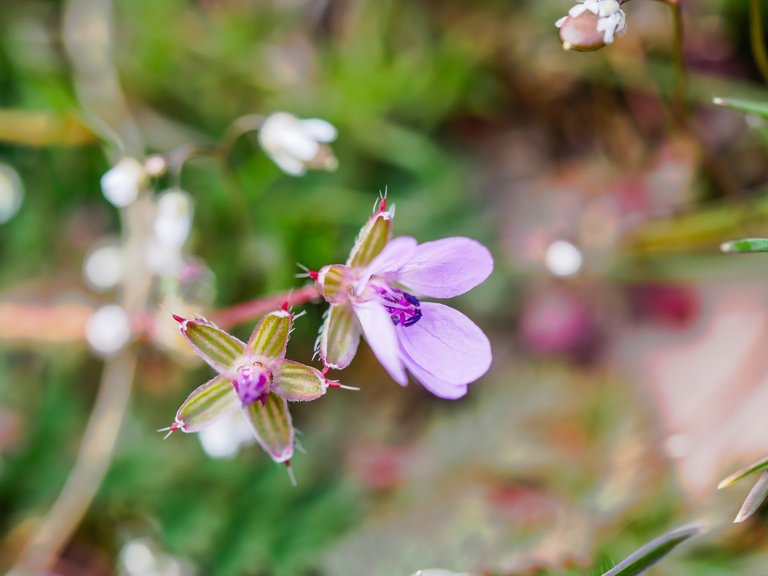 flowers-49.jpg