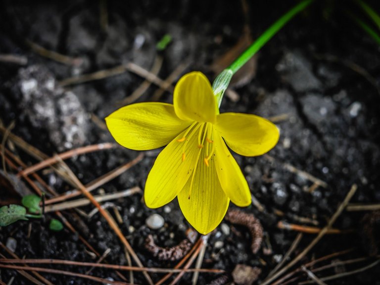 crocuses (5 of 24).jpg