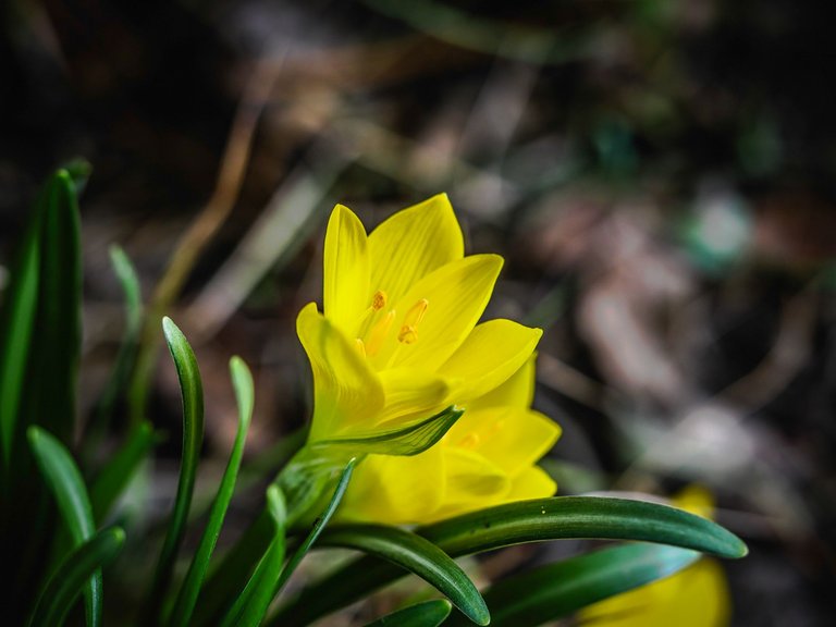 crocuses (7 of 24).jpg