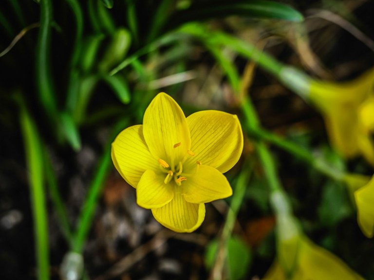 crocuses (11 of 24).jpg