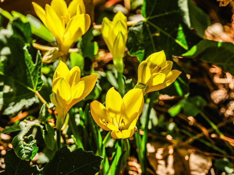 crocuses (23 of 24).jpg