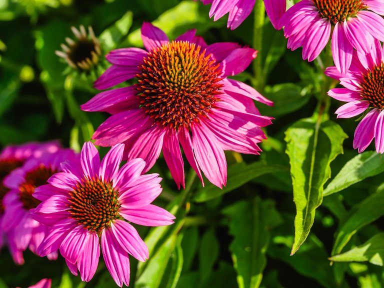 garden (53 of 78).jpg