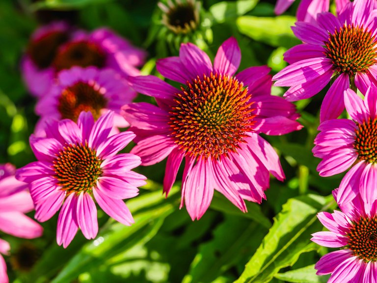 garden (56 of 78).jpg