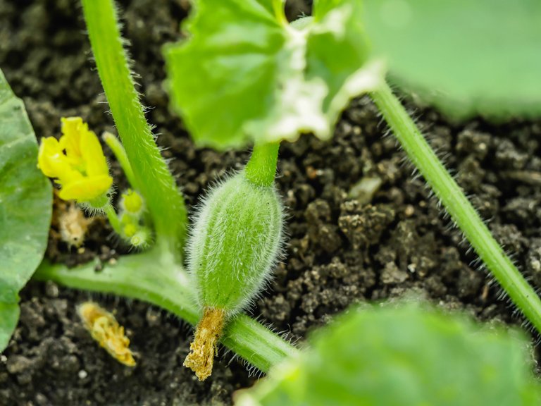 garden (29 of 78).jpg
