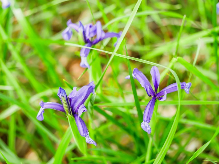 flowers (4 of 67).jpg