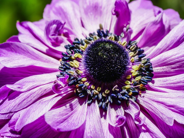 anemone-7.jpg