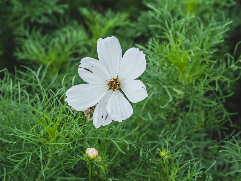 garden1609 (43 of 47).jpg