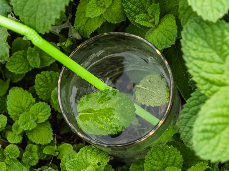 mint_sirop (8 of 11).jpg