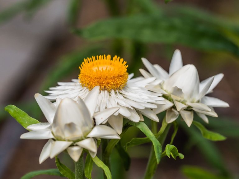garden1609 (19 of 47).jpg