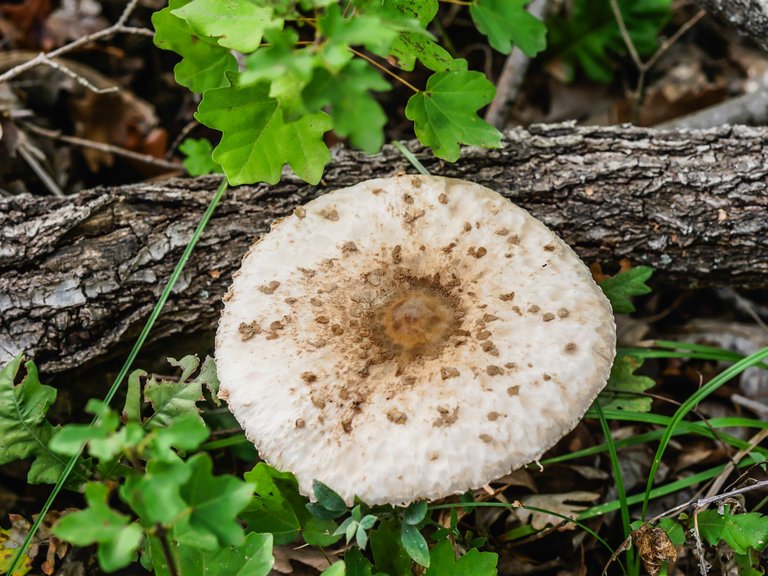 mushroom-11.jpg