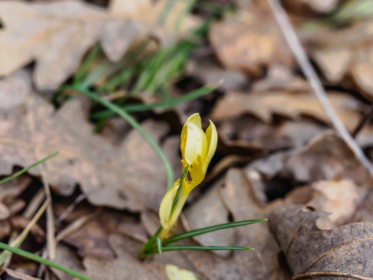 0303flowers-24.jpg