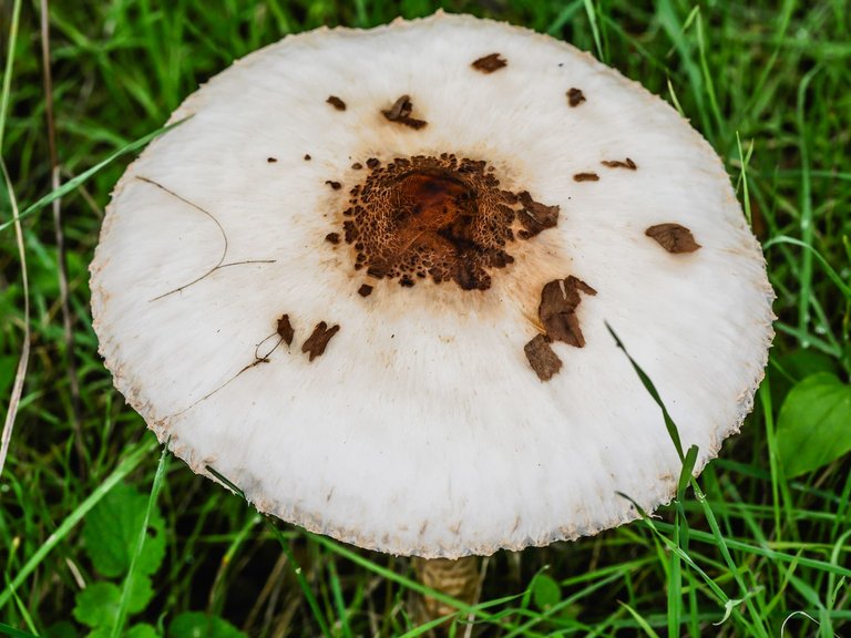 mushroom-2.jpg