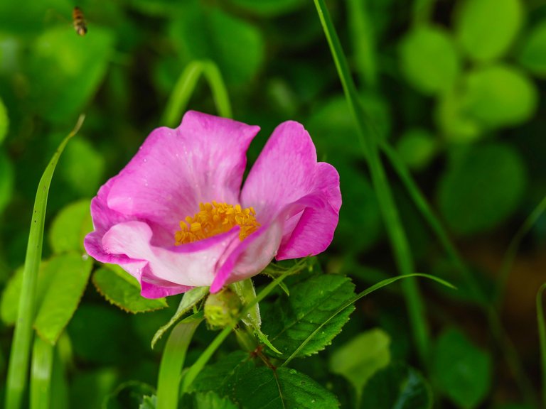 flowers (25 of 67).jpg