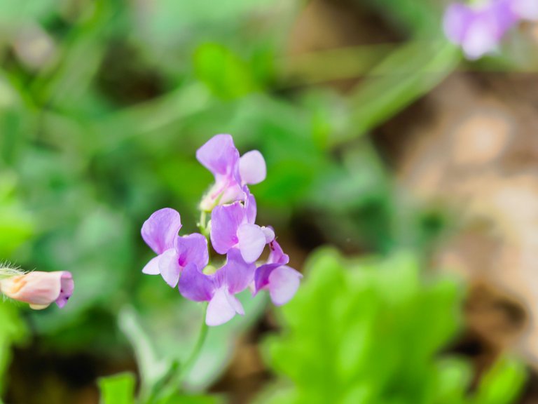 flowers (12 of 67).jpg